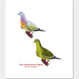 Pink-necked Green Pigeon | Treron vernans ⚥ Posters and Art